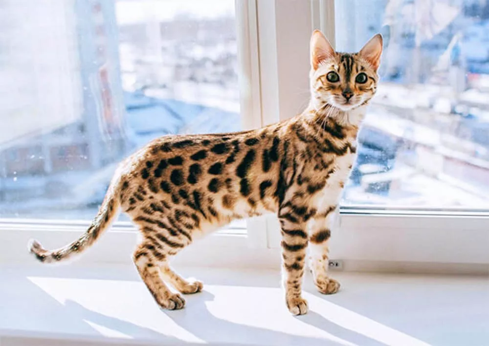 Кошка_на_подоконнике_600х425 (1).jpg Кошка_на_подоконнике_600х425 (1).jpg