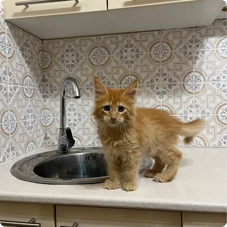 Котик покупателей