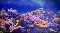 Коралловый риф 602х1002 мм