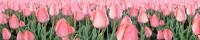 Фартук АБС пластик Тюльпаны розовые 600 мм (длина 3 м)