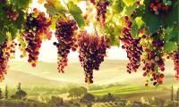 Виноградная лоза (виноградник) 600х1000 мм