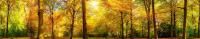 Фартуки АБС Золотая осень ЛАК 600 мм длина 3 м каталог товаров 