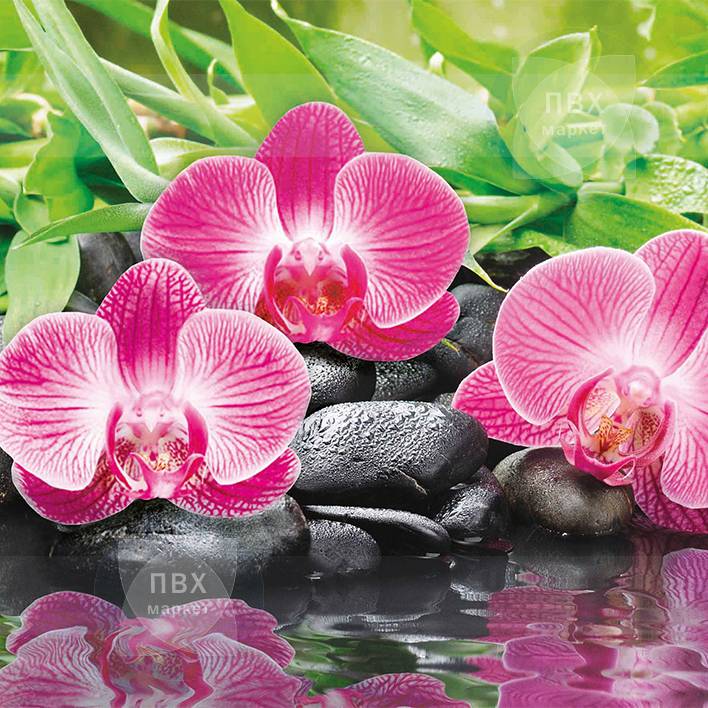 Орхидеи эпифиты 708х708.jpg