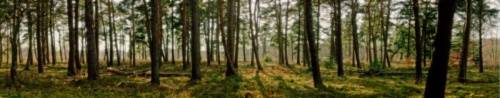 Панель АБС фартук Пробуждение леса 600 мм (длина 3 м)