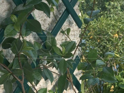 клумба со шпалерой зеленая 0,5х2 м фото