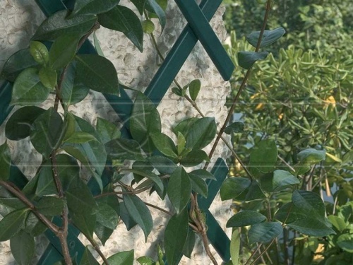 клумба со шпалерой зеленая 2х1 м фото