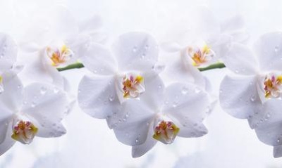 Голубая орхидея (нежная)