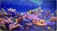 Панно на фартук для кухни Коралловый риф х1002 мм